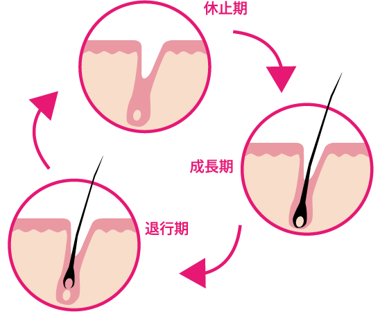 髪,フサフサ,髪の毛